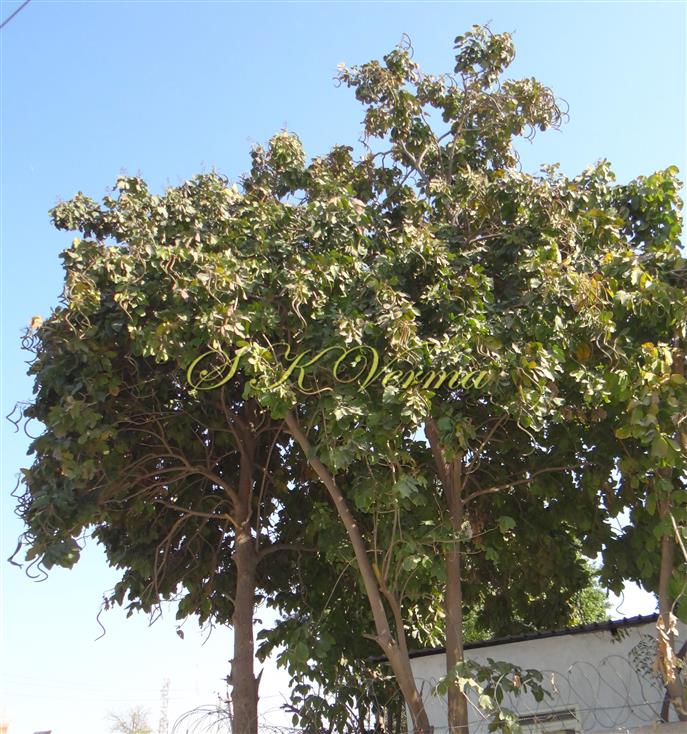  Plant
